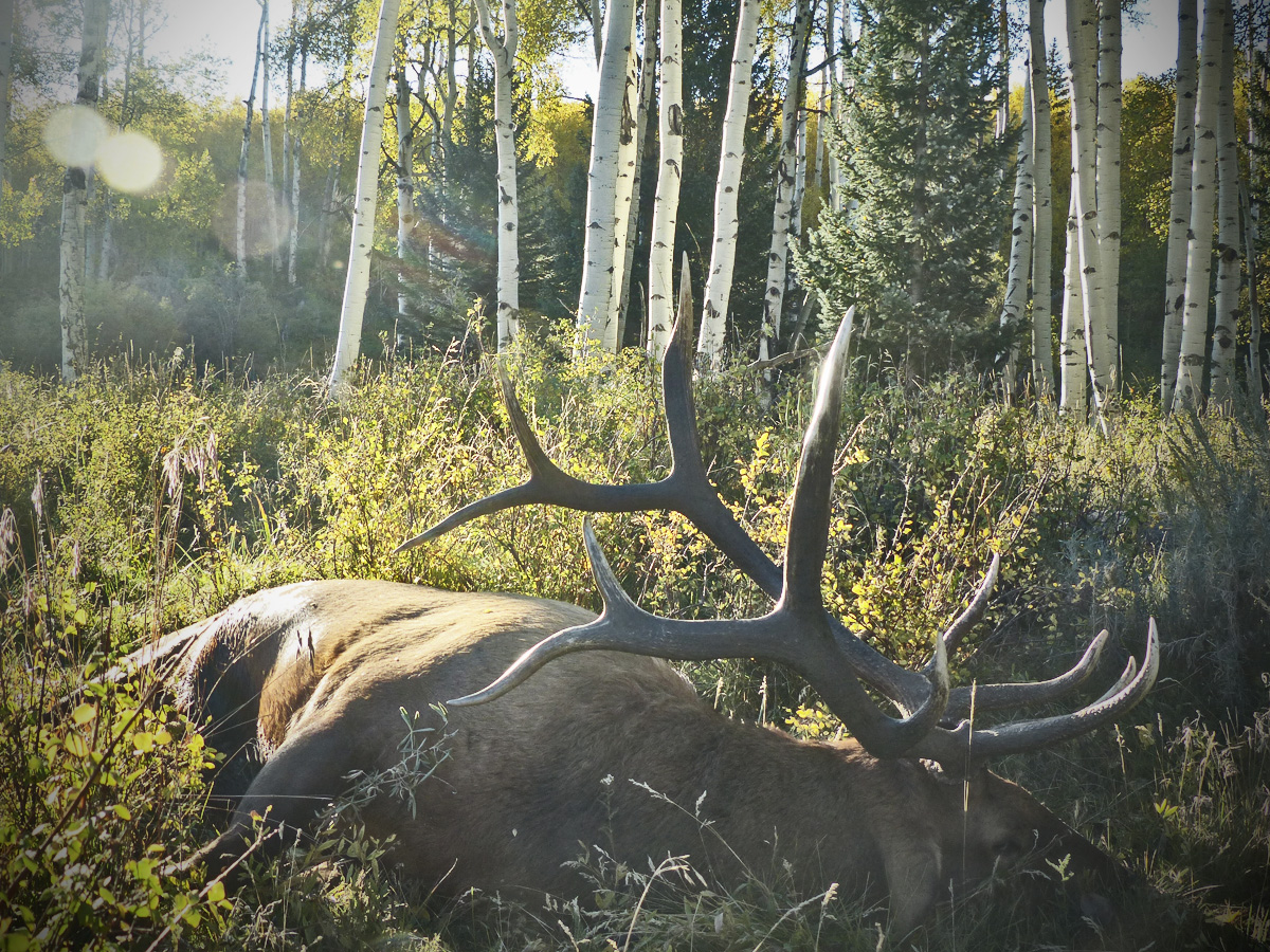 The Best states for an Elk Hunt