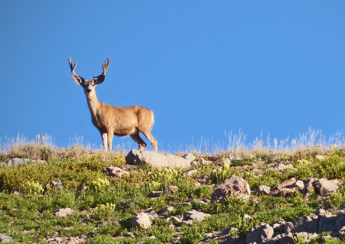Utah Approves Additional Deer Season and More