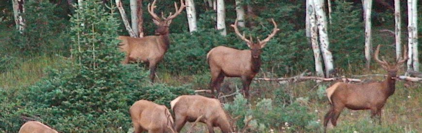 Application Reminder: Wyoming Elk