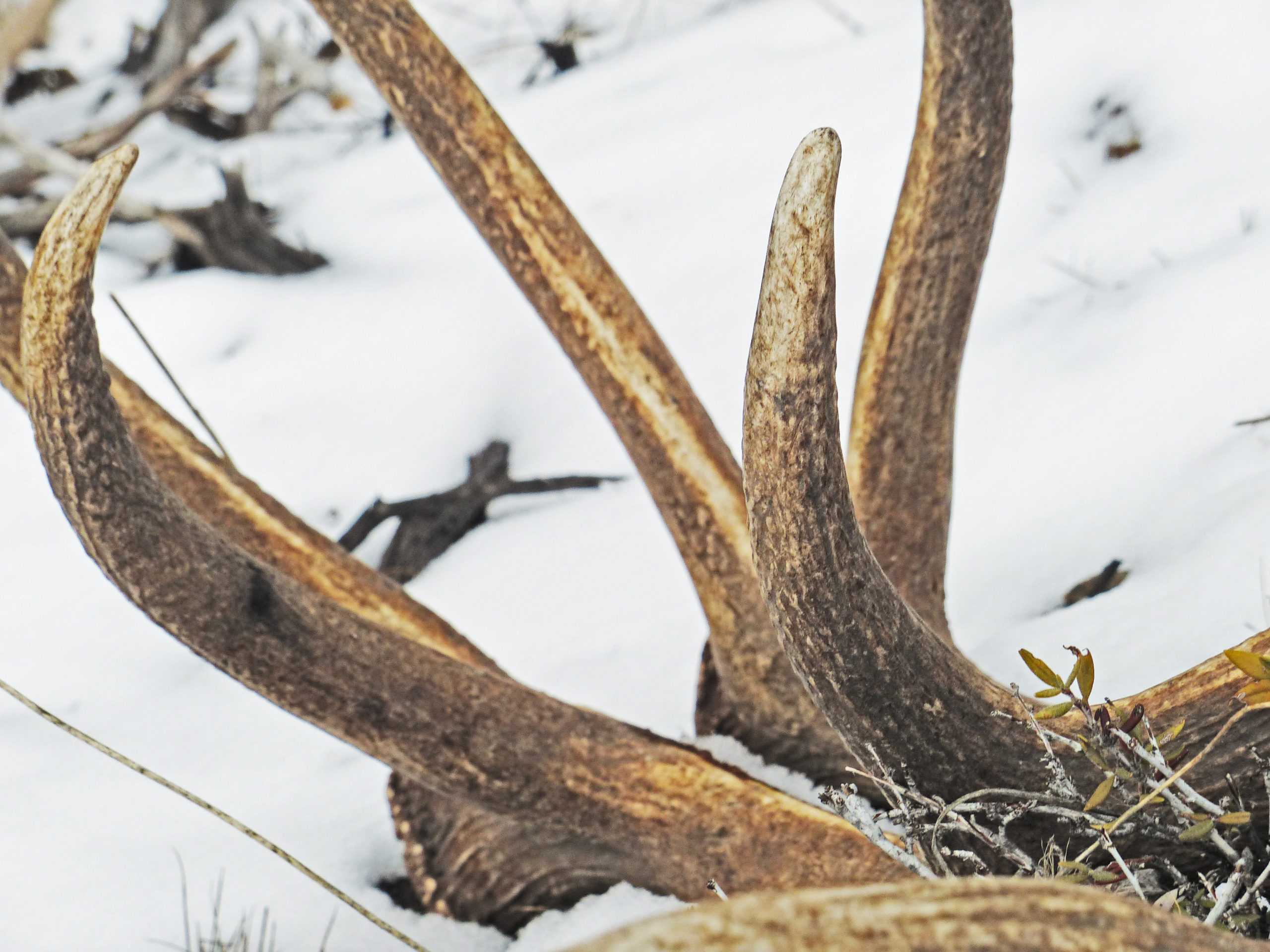 Nevada Sets Restrictions on Shed Hunting